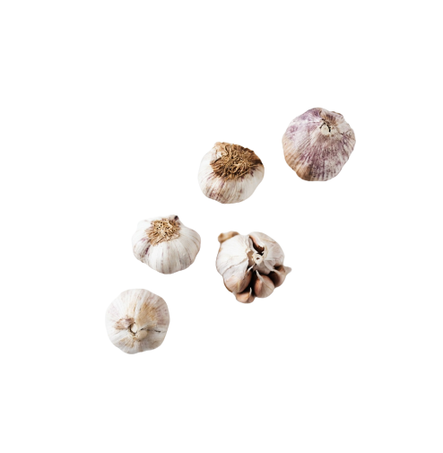 Garlic III